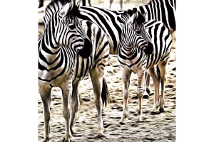 Zebras