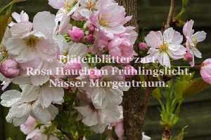 Blütenblätter zart, Rosa Hauch im Frühlingslicht, Nasser Morgentraum