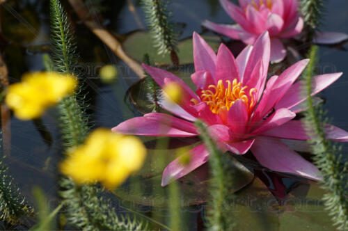 Seerose im Gartenteich