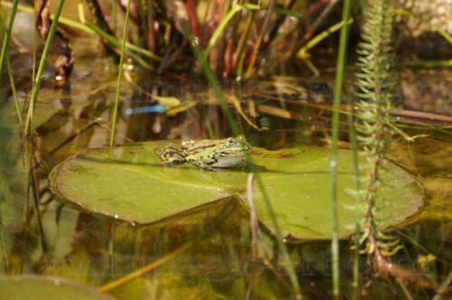 Frosch im Gartenteich