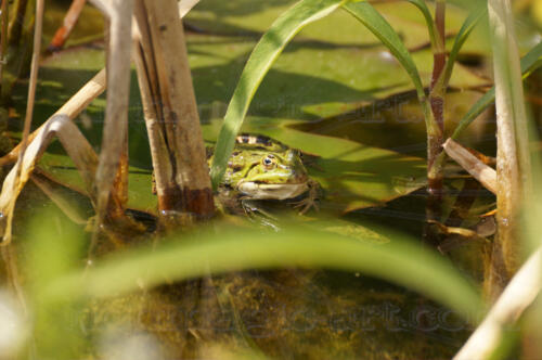 Frosch