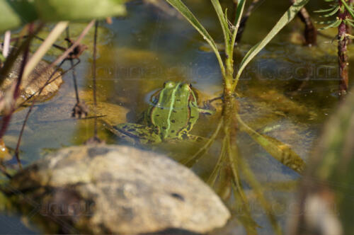 Frosch