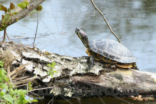 Schildkröte beim Sonnenbaden