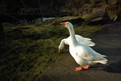 Gans-Patrouille