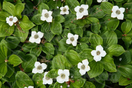 lustige Anordnung weisser Blüten