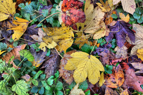 Buntes Herbstlaub