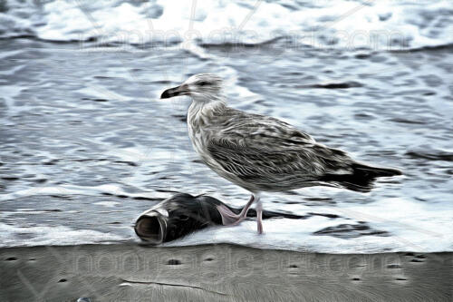 Möwe frisst Fisch.