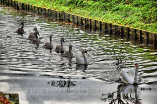 Schwanfamilie