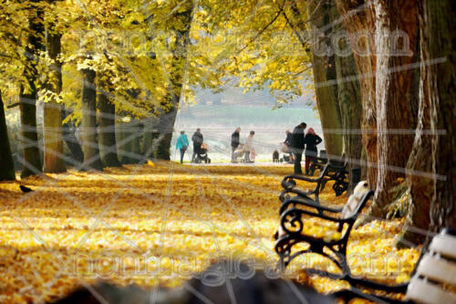 Herbstszene im Park