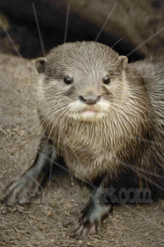 Otterportrait