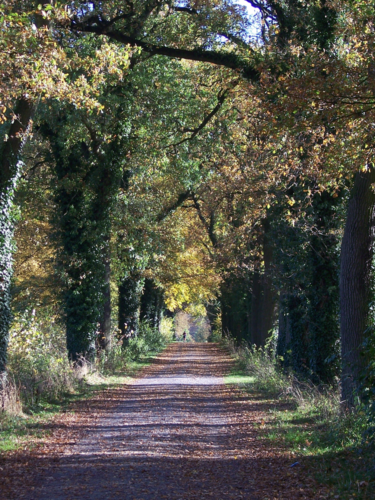 noch ein eingerahmter Weg