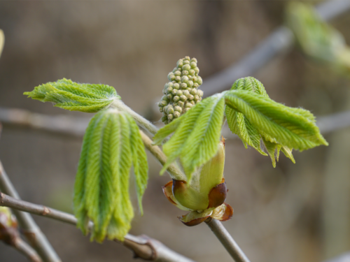 Neue Blüte, neues Leben