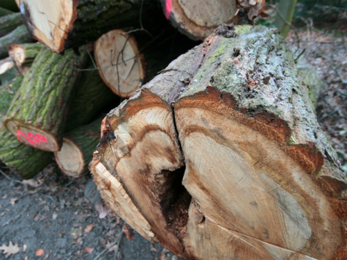 vergeblicher Versuch eines Klapp-Baumes