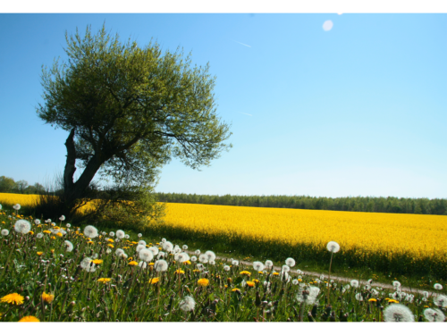 Der Feld-Wald-Wiesen-Baum