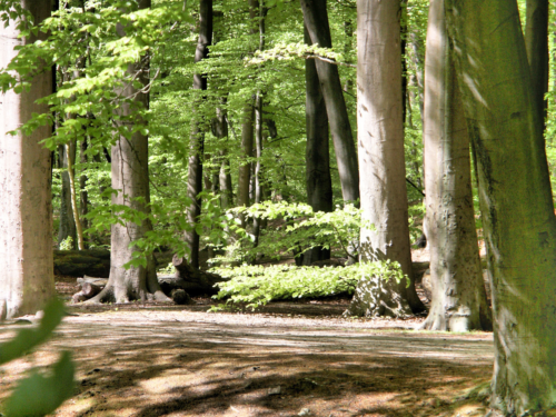 Frühjahr im Wald