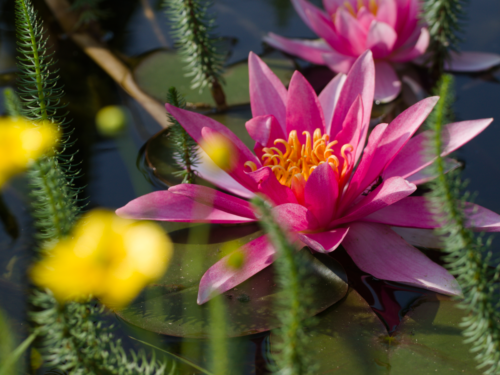 Malerischer Gartenteich