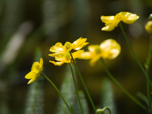 Sumpfdotterblumen