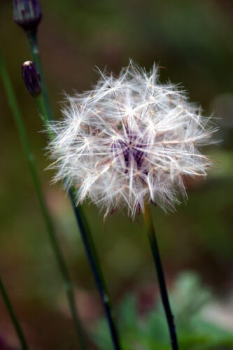 Die Pusteblume wartet auf Wind.