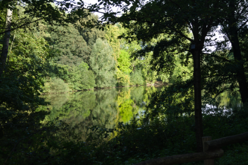 Idyllischer Waldsee.