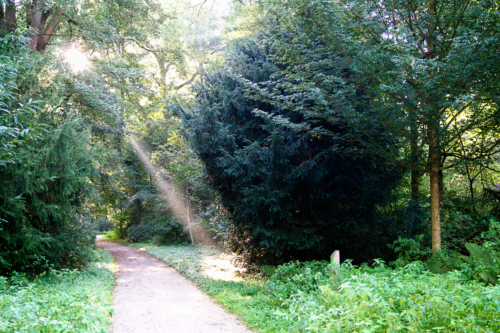 Sonnenlicht fällt durch die Baumkronen.