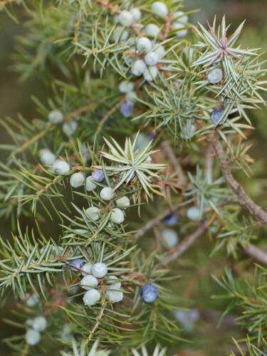 Wacholderbeeren