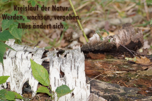 Kreislauf der Natur.<br>Werden, wachsen, vergehen.<br>Alles ändert sich.