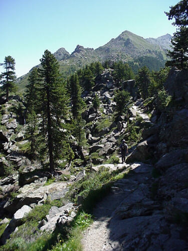 Schroffe Felsen, eigenwillige Zirben, eine bizarre Umgebung.