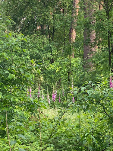 Fingerhut wächst auf der Waldlichtung.