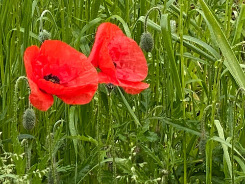 Zwei Mohnblumen in ihrer ganzen Pracht.