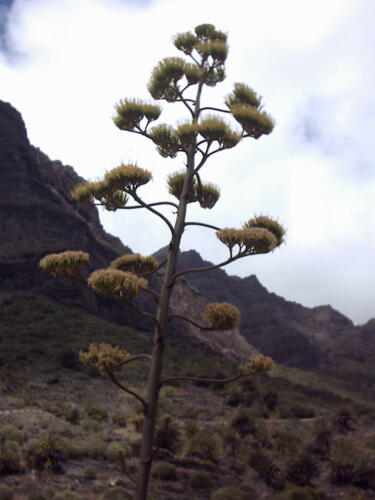 Urlaub auf Teneriffa