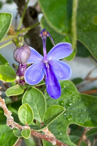 Die blaue Blume, gesucht und gefunden.