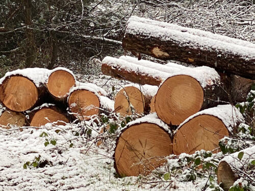 Waldarbeiten im Winter.