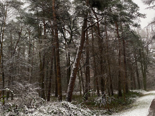 Im Wald bei leichtem Schneefall.