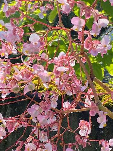 Ganz viele rosa Blüten.