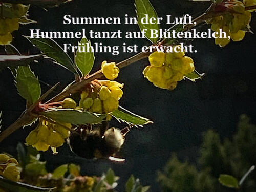 Summen in der Luft,   Hummel tanzt auf Blütenkelch,   Frühling ist erwacht.   