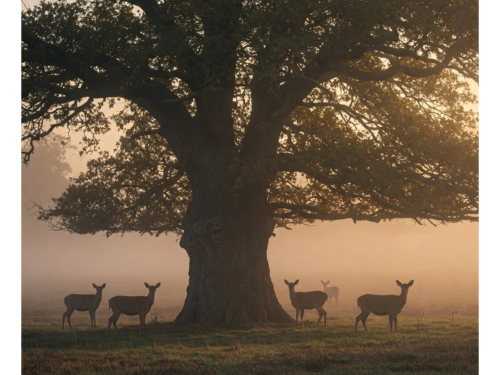 frühmorgens an der Lichtung